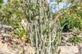 euphorbia ritchiei succulent Royalty Free Stock Photo