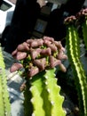 Euphorbia royleana, Danda Thor
