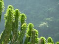 Euphorbia royleana, Royle's Spurge, Danda thor