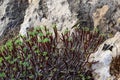 Euphorbia sp., poisonous succulent plant with succulent stem on erosional coastal cliffs of Gozo island, Malta Royalty Free Stock Photo