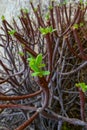 Euphorbia sp., poisonous succulent plant with succulent stem on erosional coastal cliffs of Gozo island, Malta Royalty Free Stock Photo
