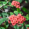 Euphorbia splendens bushes in the garden in full bloom Royalty Free Stock Photo