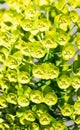 Euphorbia spurge blooming with green flowers natural background