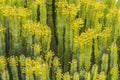 Euphorbia Spurge Cactus Yellow Flowers Garden Tucson Arizona