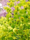 euphorbia spurge flowering plant green border plants background summer