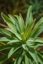Euphorbia spurge green leaves, soft focused vertical macro shot