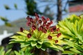 Euphorbia, spurge, tabaiba