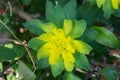 Euphorbia, spurge yellow flower