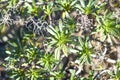 Euphorbia tabaiba green leaves. Arid Territory of Lanzarote, Can