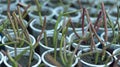 Euphorbia tirucalli pencil cactus propagation Royalty Free Stock Photo