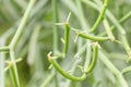 Euphorbia tirucalli (pencil Tree) Royalty Free Stock Photo