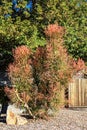 Euphorbia Tirucalli Succulent, Sticks on Fire, in Xeriscaping Royalty Free Stock Photo