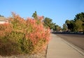 Euphorbia Tirucalli Succulent (Sticks on Fire) in Xeriscaping Royalty Free Stock Photo