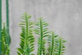 Euphorbia tithymaloides, euphorbiaceae or Homalocladium platycladum or Muchlenbeckia platyclada Meissn or Muehlenbeckia platyclada
