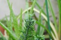 Euphorbia tithymaloides, euphorbiaceae or Homalocladium platycladum or Muchlenbeckia platyclada Meissn or Muehlenbeckia platyclada