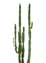 Euphorbia trigona (African milk tree) isolated on white background