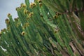 Euphorbia Trigona also known as African milk tree, cathedral cac