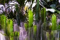 Euphorbia trigona also known as African milk tree, cathedral cactus, Abyssinian euphorbia, and high chaparall for sale in the