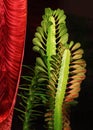 Euphorbia trigona