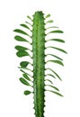 Euphorbia trigona isolated on white background