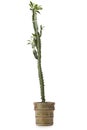 Euphorbia trigona in pot isolated on white background