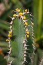 (Euphorbia virosa, .Euphorbiaceae) plant with succulent stem and white poisonous juice