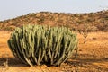 Euphorbia virosa in the Epupa falls region of Namibia S