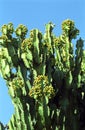 Euphorbia, Voortrekkers Monument Nature Reserve, South African R