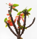 Euphorbia on white background