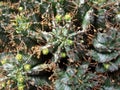 Euphorbiaceae Close-up of Euphorbia Horrida Var. Striata