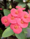 Euphorbiaceae Flowers