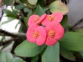 Euphorbiaceae Flowers Focus