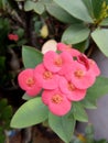 Euphorbiaceae Flowers on pot