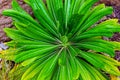 Euphorbiaceae plant with intresting leaves Royalty Free Stock Photo