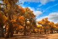 Euphrates poplar in desert