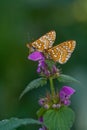 Euphydryas aurinia Royalty Free Stock Photo
