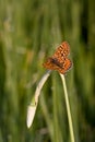 Euphydryas aurinia Royalty Free Stock Photo
