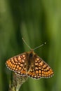 Euphydryas aurinia Royalty Free Stock Photo