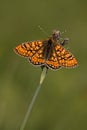 Euphydryas aurinia Royalty Free Stock Photo