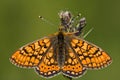 Euphydryas aurinia Royalty Free Stock Photo