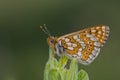 Euphydryas aurinia Royalty Free Stock Photo