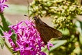 Euphyes vestris, the dun skipper, sedge witch or dun sedge  butterfly with closed wings on pink flower. Royalty Free Stock Photo