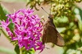 Euphyes vestris, the dun skipper, sedge witch or dun sedge  butterfly with closed wings on pink flower. Royalty Free Stock Photo