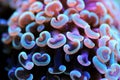 Euphyllia ancora Hammer coral is a species of hard coral in the family Euphylliidae. Royalty Free Stock Photo
