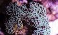Euphyllia ancora Hammer coral is a species of hard coral in the family Euphylliidae. Royalty Free Stock Photo