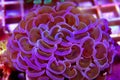 Euphyllia Hammer LPS coral - Euphyllia ancora