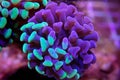 Euphyllia Hammer LPS coral - Euphyllia ancora