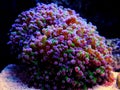 Euphyllia Divisa aka Frogspawn LPS Coral Royalty Free Stock Photo