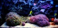 Euphyllia Divisa aka Frogspawn LPS Coral Royalty Free Stock Photo