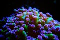 Euphyllia Divisa aka Frogspawn LPS Coral Royalty Free Stock Photo